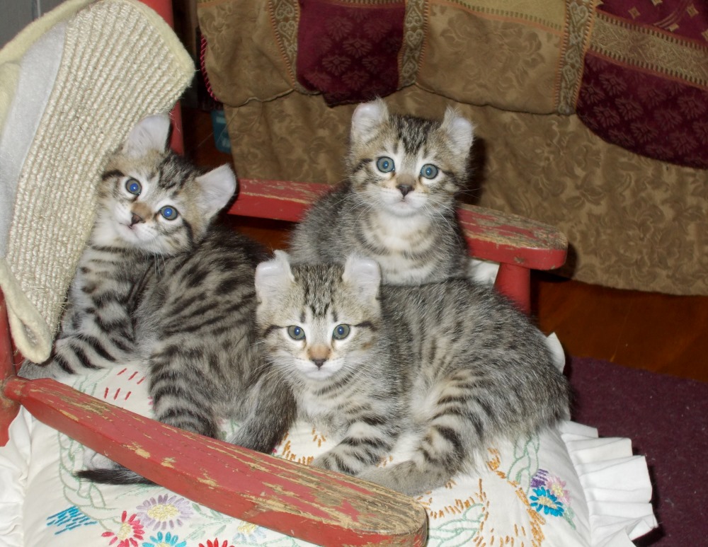 Kittens For Sale Shepherd's Lair Lynx